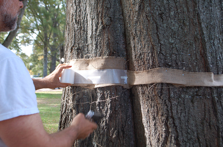 mending a tree