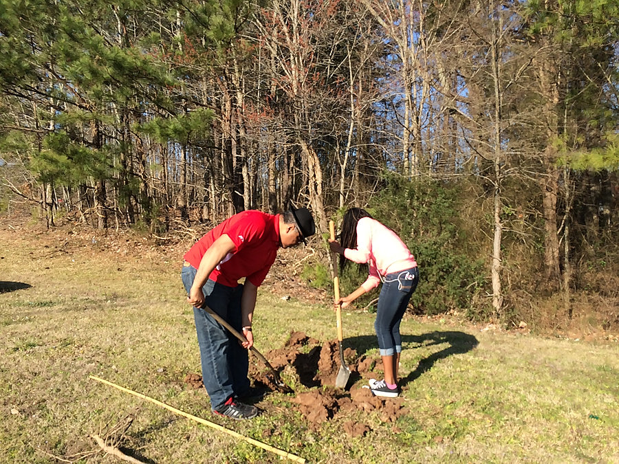 tree planting with two workers